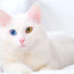 bulu Putih