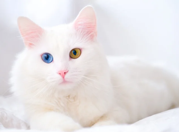 bulu Putih