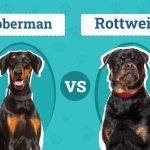 doberman