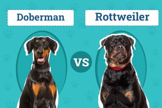 doberman