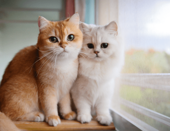 kucing kucing pchotdeals - Cinta pada Anabul Sama Seperti Cinta Kepada Istri