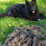 shedding
