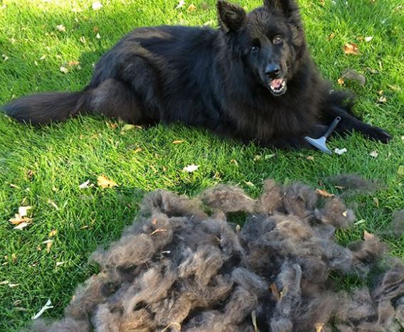 shedding